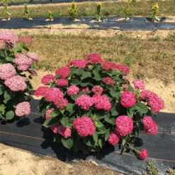 Invincibelle® Ruby Smooth Hydrangea 12 Invincibelle® Ruby Smooth Hydrangea -Flower Shop Hydrangea Invincibelle Ruby 4 P