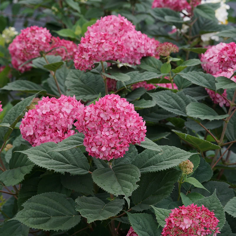 Invincibelle® Ruby Smooth Hydrangea 3 Invincibelle® Ruby Smooth Hydrangea - Image 3
