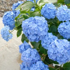 Let's Dance® Blue Jangles® Bigleaf Hydrangea -Flower Shop Hydrangea Lets Dance Blue Jangles 3 P