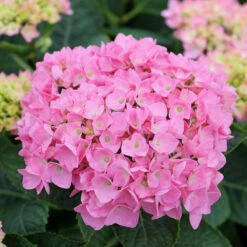 Let's Dance® Blue Jangles® Bigleaf Hydrangea -Flower Shop Hydrangea Lets Dance Blue Jangles 4 P