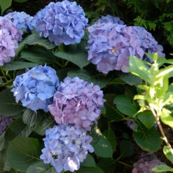 Let's Dance® Blue Jangles® Bigleaf Hydrangea -Flower Shop Hydrangea Lets Dance Blue Jangles 5 P