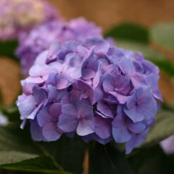Let's Dance® Blue Jangles® Bigleaf Hydrangea -Flower Shop Hydrangea Lets Dance Blue Jangles 6 P