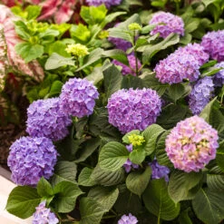 Let's Dance® Rhythmic Blue® Bigleaf Hydrangea -Flower Shop Hydrangea Lets Dance Rhythmic Blue 4 P