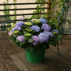 Let's Dance® Rhythmic Blue® Bigleaf Hydrangea -Flower Shop Hydrangea Lets Dance Rhythmic Blue 5 P