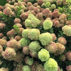 Little Lime® Panicle Hydrangea -Flower Shop Hydrangea Little Lime 4 P