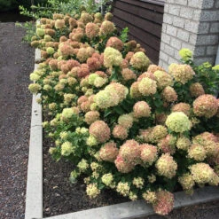 Little Lime® Panicle Hydrangea -Flower Shop Hydrangea Little Lime 5 P