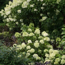 Little Lime® Panicle Hydrangea -Flower Shop Hydrangea Little Lime 6 P