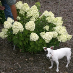 Little Lime® Panicle Hydrangea -Flower Shop Hydrangea Little Lime 7 P