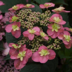 Tuff Stuff™ Red Mountain Hydrangea -Flower Shop Hydrangea Tuff Stuf Red 2 P