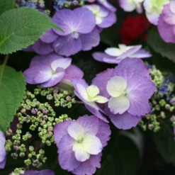 Tuff Stuff™ Mountain Hydrangea -Flower Shop Hydrangea Tuff Stuff 4 P