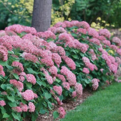 Invincibelle Spirit® II Smooth Hydrangea -Flower Shop Hydrangea arborescens Invincibelle Spirit II 1 P