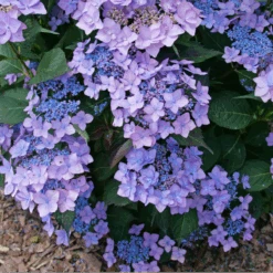 Let's Dance Can Do!® Bigleaf Hydrangea -Flower Shop HydrangeaLetsDanceCanDoP1226578 800x800 e24c668
