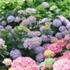 Let's Dance Sky View® Bigleaf Hydrangea