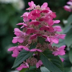 Quick Fire® Panicle Hydrangea -Flower Shop HydrangeaQuickFire3