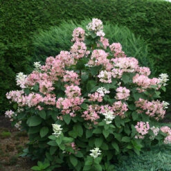 Quick Fire® Panicle Hydrangea -Flower Shop HydrangeaQuickFire4