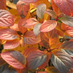 Quick Fire® Panicle Hydrangea -Flower Shop HydrangeaQuickFire5