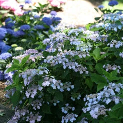 Tiny Tuff Stuff™ Mountain Hydrangea -Flower Shop Hydrangea Tiny Tuff Stuff 3P