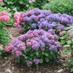 Let's Dance Lovable™ Bigleaf Hydrangea -Flower Shop HydrangeamacrophyllaLetsDanceLovableDSC08856 1080x1080 bb94f5a