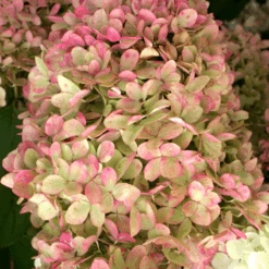 'Limelight' Panicle Hydrangea -Flower Shop HydrangeapaniculataLimelightIMG 0153 800x800 c7764e5