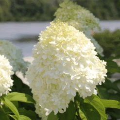'Limelight' Panicle Hydrangea -Flower Shop HydrangeapaniculataLimelightIMG 0617 800x800 0361752
