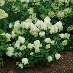 Little Lime Punch® Panicle Hydrangea -Flower Shop HydrangeapaniculataLittleLimePunchDSC08373 800x800 121f548