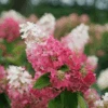 Pinky Winky Prime™ Panicle Hydrangea