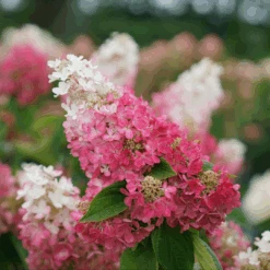 Pinky Winky Prime™ Panicle Hydrangea