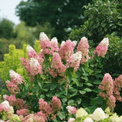 Pinky Winky Prime™ Panicle Hydrangea -Flower Shop HydrangeapaniculataPinkyWinkyPrimeDSC05225 1080x1080 e755a22