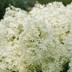 Puffer Fish® Panicle Hydrangea -Flower Shop HydrangeapaniculataPufferFishDSC08316 1080x1080 1dac582