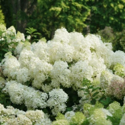 Puffer Fish® Panicle Hydrangea -Flower Shop HydrangeapaniculataPufferFishDSC08317 1080x1080 87edbd5