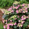 Tuff Stuff Top Fun™ Mountain Hydrangea