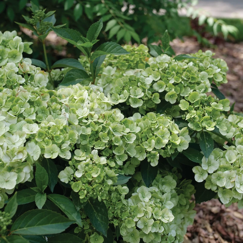 Fairytrail™ Green Cascade Hydrangea 1 Fairytrail™ Green Cascade Hydrangea