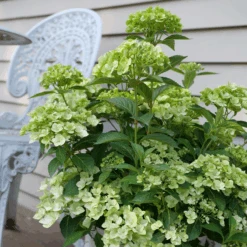 Fairytrail™ Green Cascade Hydrangea 6 Fairytrail™ Green Cascade Hydrangea -Flower Shop HydrangeaxFairytrailGreenP1214788 800x800 e9953bd