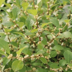 Mr. Poppins® Winterberry Holly -Flower Shop IMG 1156 800x800 54e6b23