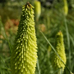 'Ice Queen' Red Hot Poker (Kniphofia) -Flower Shop Ice Queen Red Hot Poker Kniphofia