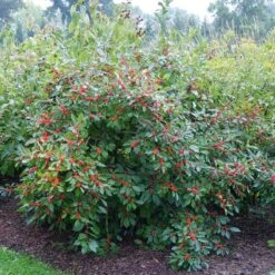 Berry Heavy® Winterberry Holly -Flower Shop Ilex verticillata Berry Heavy 4 P 6211a666 1bfb 4d1f 8fdd 124b36bb1841 sw
