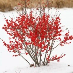 Berry Poppins® Winterberry Holly -Flower Shop Ilex verticillata Berry Poppins 2 P 9f12aa00 873a 458b ac28 b0c67e7fe889 sw
