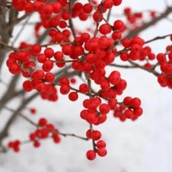 Berry Poppins® Winterberry Holly -Flower Shop Ilex verticillata Berry Poppins 3 P a9cfa142 889b 4fc7 acde d5ef636bc260 sw