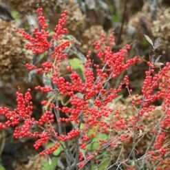 Berry Poppins® Winterberry Holly -Flower Shop Ilex verticillata Berry Poppins 5 P c6895b73 ad80 454e 8333 2fa23963c563 sw