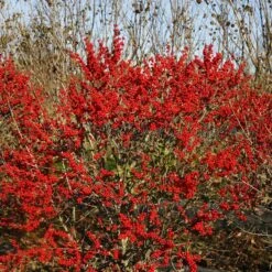 Berry Poppins® Winterberry Holly -Flower Shop Ilex verticillata Berry Poppins 6 P 4d74fbf5 874a 4d13 a2c0 0081f811afff sw