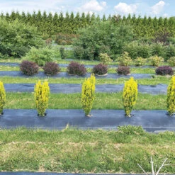 Glow Stick™ Japanese Holly -Flower Shop Ilex crenata Glow Stick IMG 1552 4032x3024 3c3502c