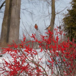 Berry Poppins® Winterberry Holly -Flower Shop IlexverticillataBerryPoppinsP1129657 800x800 b51f9ed
