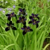 'Black Gamecock' Louisiana Iris