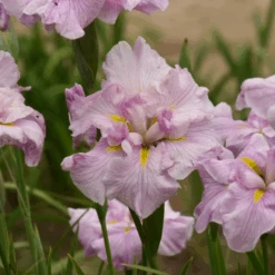 'Pinkerton' Japanese Iris
