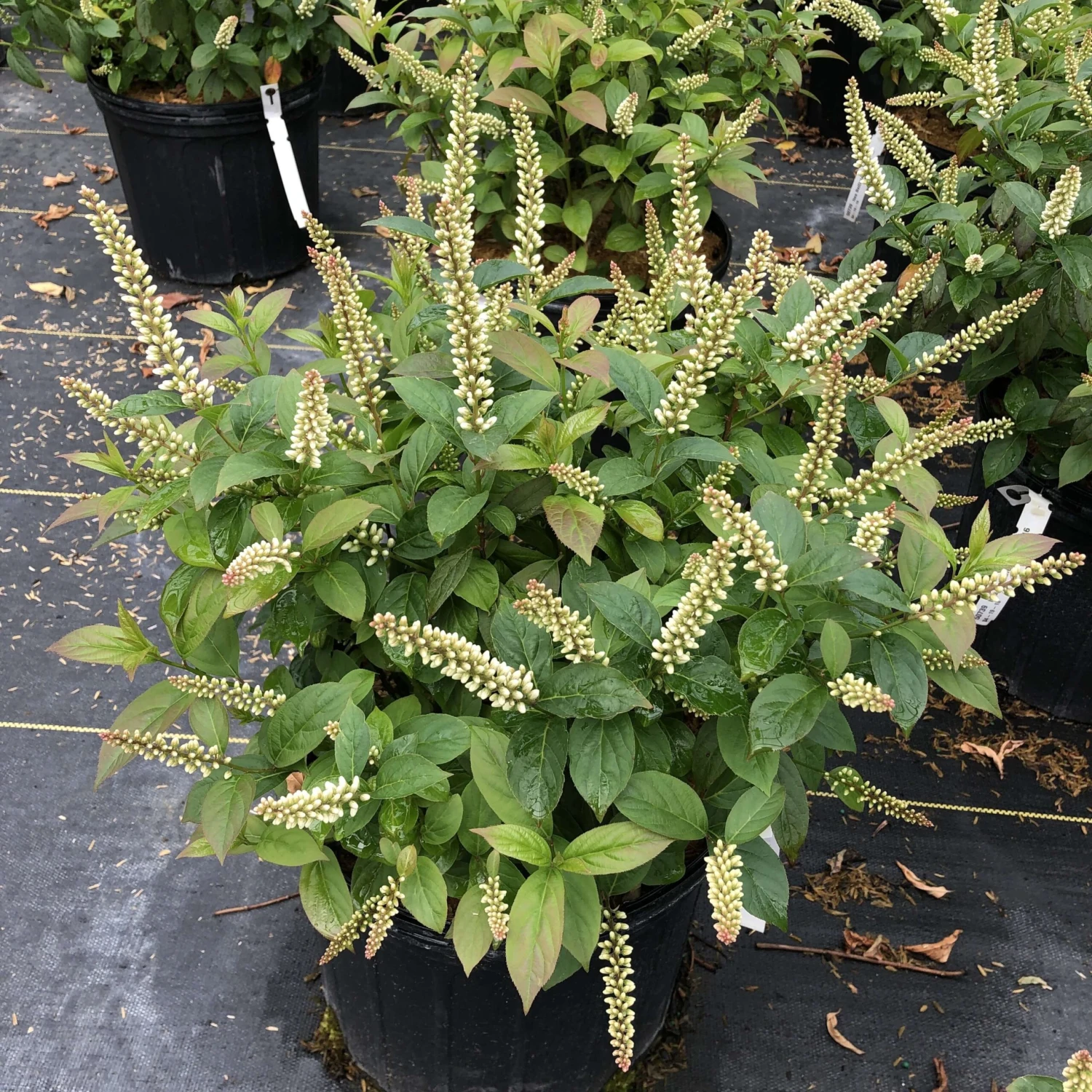 Fizzy Mizzy™ Sweetspire 2 Fizzy Mizzy™ Sweetspire - Image 2