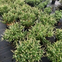 Fizzy Mizzy™ Sweetspire 6 Fizzy Mizzy™ Sweetspire -Flower Shop IteaFizzyMizzyIMG 0223 sw