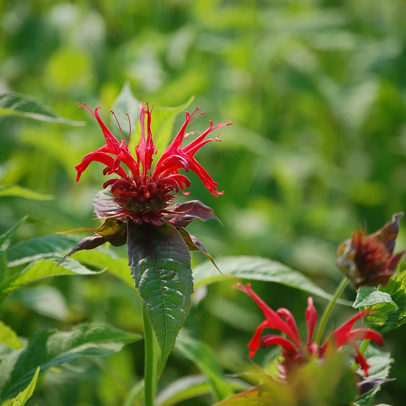 'Jacob Cline' Bee Balm (Monarda) 1 'Jacob Cline' Bee Balm (Monarda)