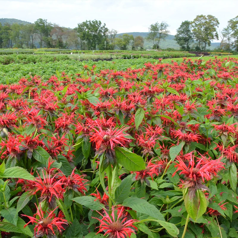 'Jacob Cline' Bee Balm (Monarda) 2 'Jacob Cline' Bee Balm (Monarda) - Image 2