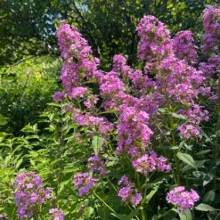 'Jeana' Tall Garden Phlox 7 'Jeana' Tall Garden Phlox -Flower Shop JeanaGardenPhlox