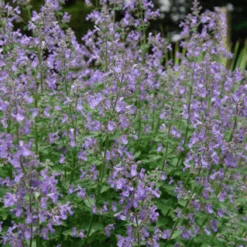 Junior Walker™ Catmint (Nepeta) -Flower Shop JuniorWalkerCatmint 3